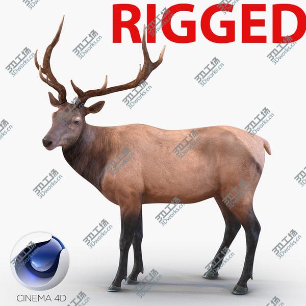 images/goods_img/20210312/Elk Rigged for Cinema 4D/1.jpg